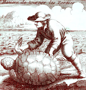 Turning a Turtle